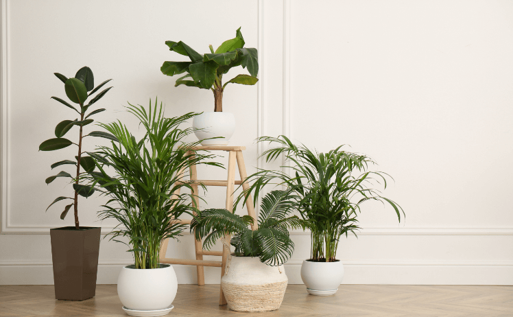 観葉植物
