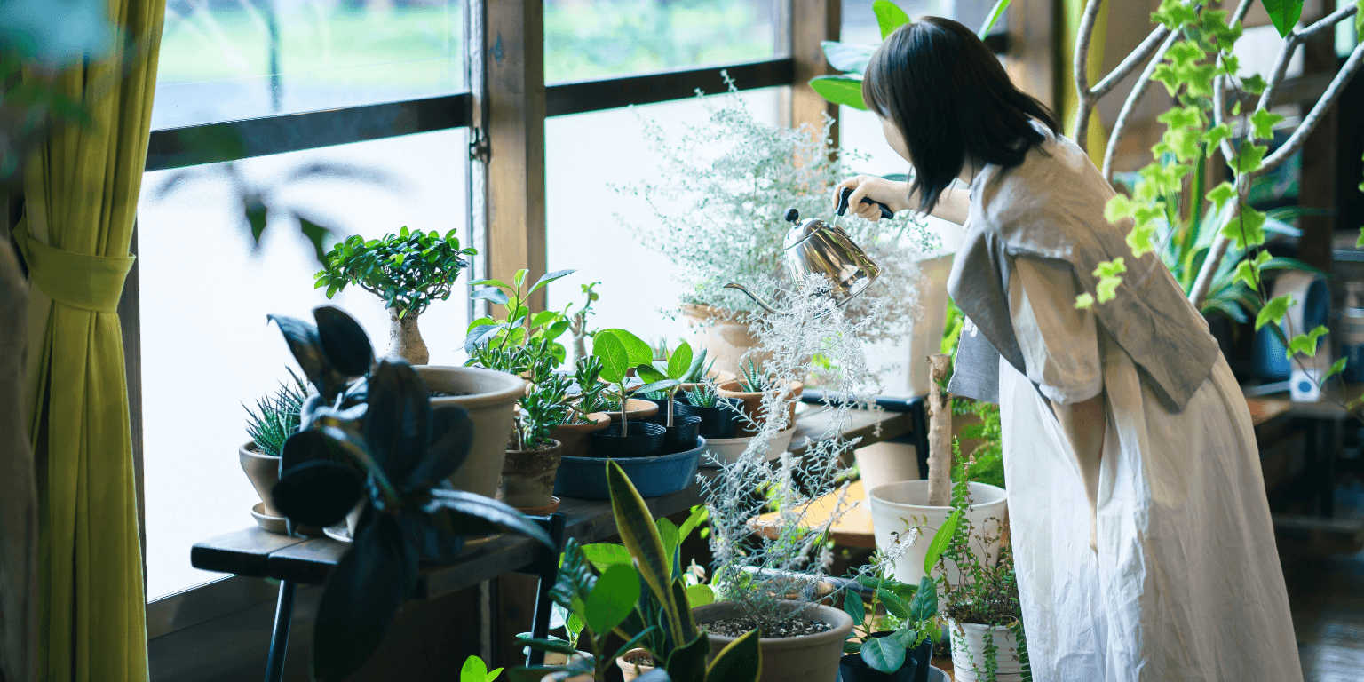 植物